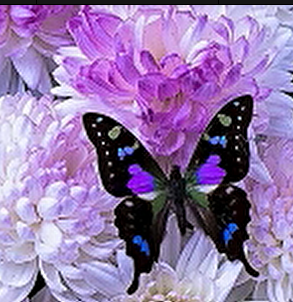 blue purple butterfly lrg